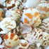 beige, orange, brown small scallop shells